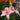 Lilium asiatic Fantasiatic Pink (Asiatic lily) PRC