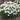 Dianthus Fruit Punch® 'Whipped Cream' PRC