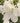Delphinium grandiflorum 'Hunky Dory™ White'