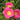 Rosa virginiana (Virginia Rose)