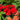 Echinacea Guatemala™ 'Papaya' (Coneflower)