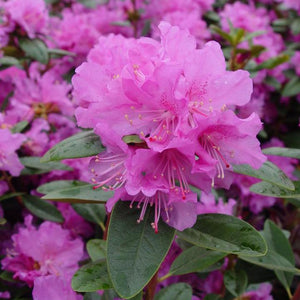 Rhododendron 'PJM Elite Star'