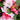 Rhododendron 'Mardi Gras'