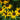 Rudbeckia 'Little Goldstar' (Black-eyed Susans)