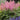 Astilbe japonica 'Rheinland' 