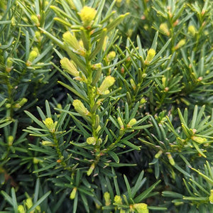 Taxus 'Densiformis'