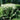 Veronicastrum virginicum (Culver's Root) PRC