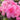 Azalea Encore® 'Autumn Carnation®'
