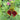 Ratibida columnifera (Red Hat Plant)
