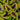 Coleus Kong Jr. Lime Vein