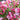 Kalmia 'Little Linda' (Mountain Laurel)