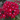Pentas Starcluster Red/Drk Pink Colors