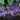 Heliotrope Marine/Purple