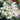 Heliotrope White/Blue