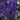 Salvia 'Velocity/Victoria Blue'