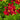 Coreopsis Permathread™ 'Red Satin' (Tickseed)