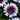 Osteospermum '4D Berry White'