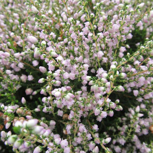 County Wicklow Heather