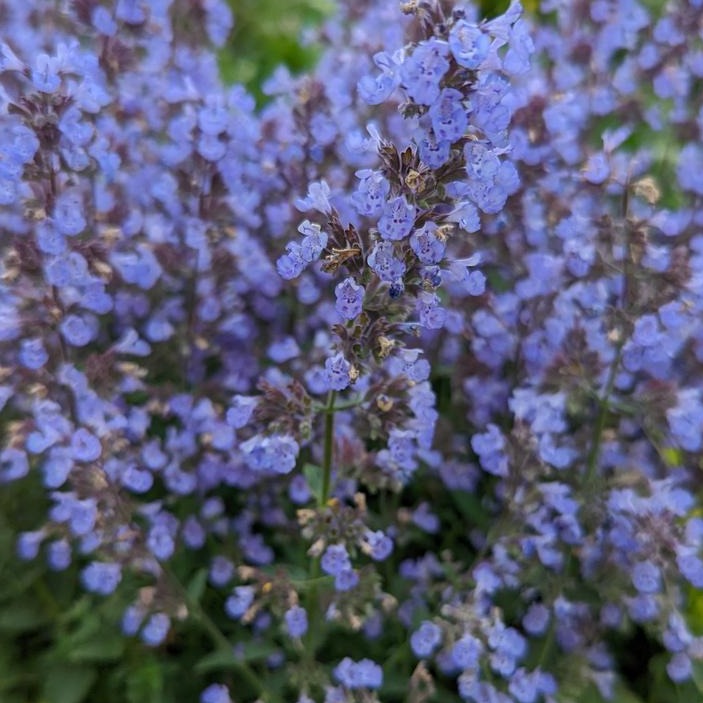 Nepeta 'Purrsian Blue'