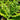 Polystichum polyblepharum (Tassel Fern) PRC