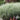 Ornamental Grass: Miscanthus 'Variegatus' (Variegated Japanese Silver Grass) GRL