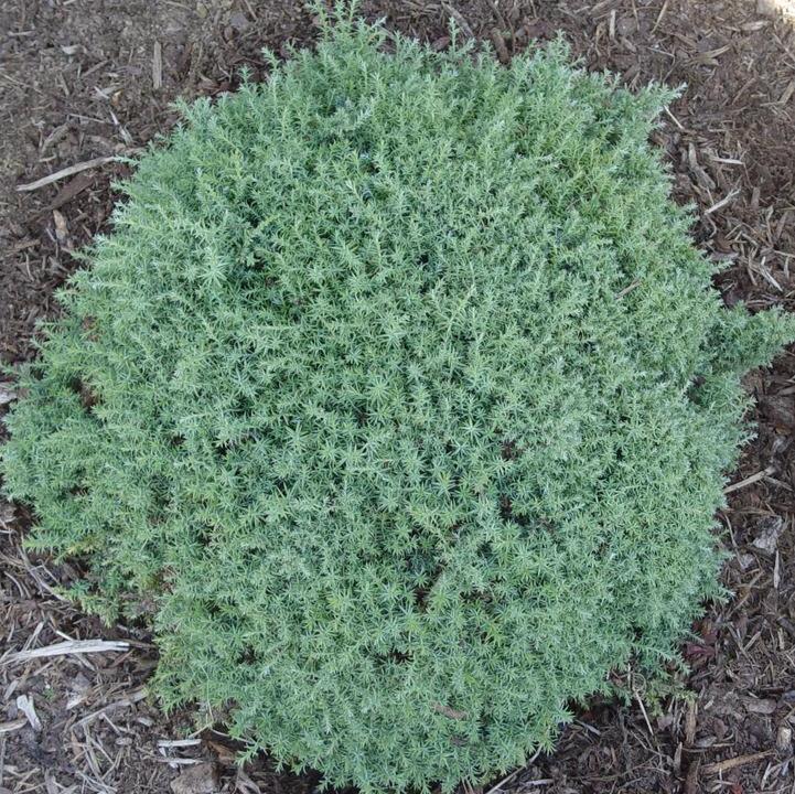 Blue Feathers Hinoki Cypress