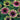 Echinacea purpurea 'Green Twister' (Coneflower)