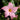 Mandevilla 'Madinia Maximo Light Pink'