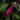 Salvia 'Fashion Burgundy'
