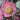 Helleborus x Frostkiss® 'Pippa's Purple' (Lenten Rose)