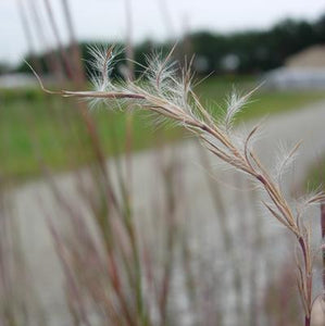 Schizachyrium scoparium