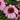 Echinacea purpurea 'Prairie Splendor'' (Coneflower)