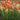 Kniphofia hybrid Pyromania™ 'Rockets Red Glare' (Red Hot Poker)