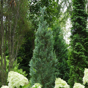 'Pinpoint Blue' Cypress