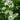 Galium (Sweet Woodruff)