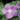 Vinca 'Sun Storm Light Blue'
