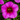 Calibrachoa 'Callie Hot Pink'