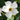 Mandevilia 'Madinia White'
