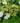 Hydrangea 'Petiolaris' (Climbing Hydrangea)