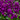 Stock matthiola incana 'Mime Blue'