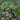 Hydrangea macrophylla 'Light-O-Day®' (Lacecap Hydrangea) PRC