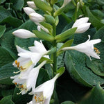 Hosta 'Bressingham Blue'