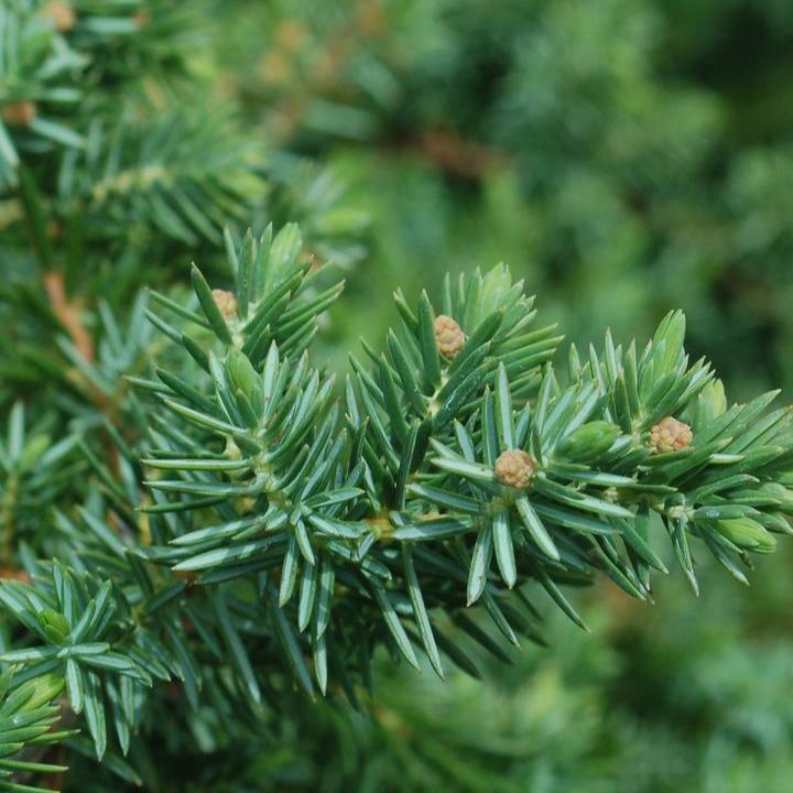 Juniper 'Blue Pacific'