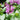 Lamium 'Orchid Frost' (Deadnettle)