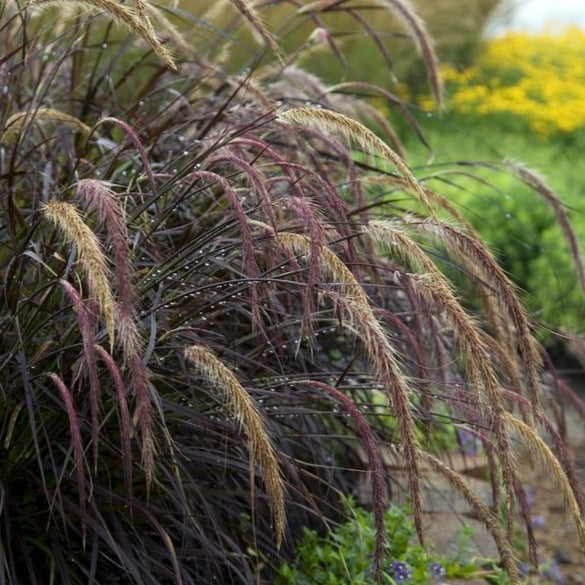 Pennisetum 'Fireworks'