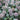 Allium karataviense (Turkistan Ornamental Onion) PRC
