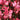 GAURA LINDHEIMERI BELLEZA® DARK PINK WAND FLOWER