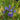 Iris ver. 'Purple Flame' ( Northern Blue Flag) Native