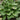 Hosta 'Royal Crest'