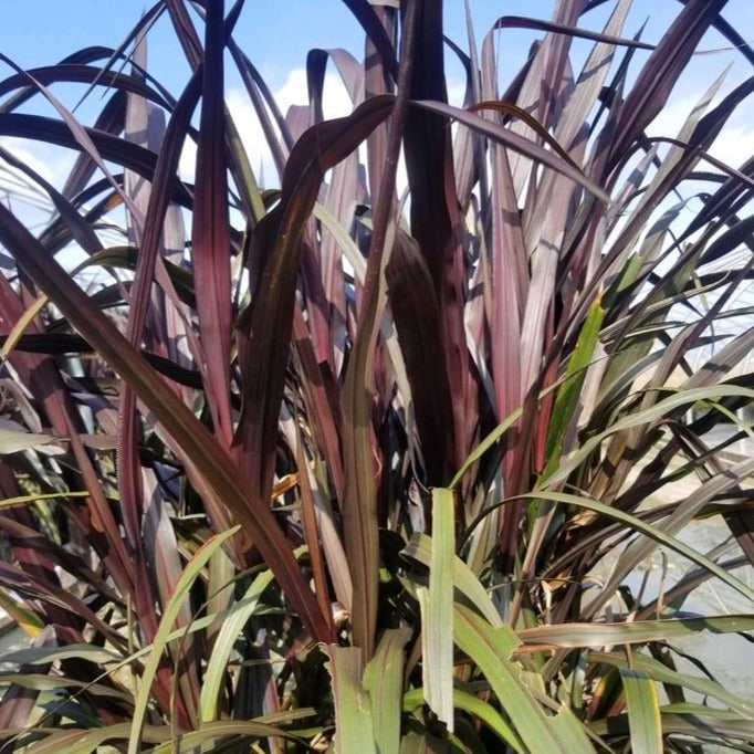 Pennisetum 'First Knight'